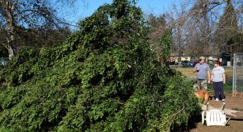 California Faces Widespread Power Outages: What You Need to Know