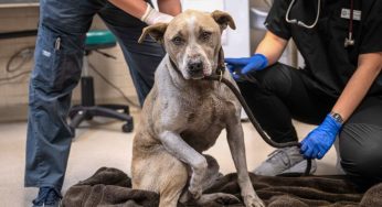 California’s Brave Rescue Efforts: Saving Pets from the Flames