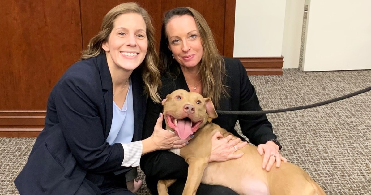 dog-fighting-georgia-sentencing