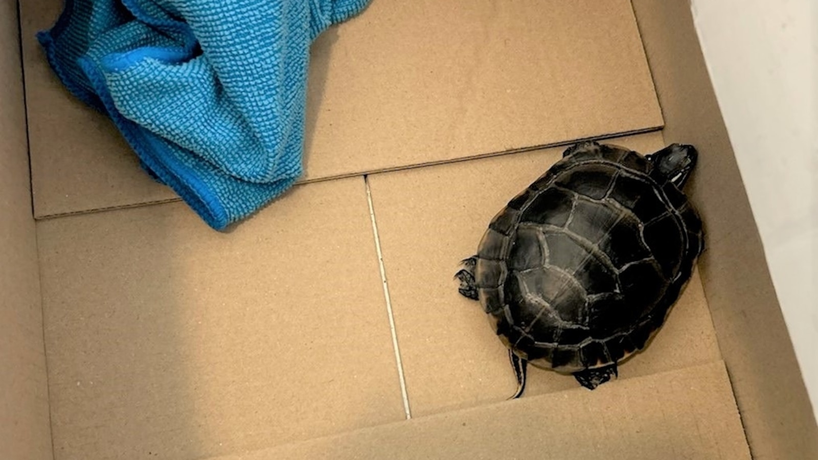 turtle-smuggling-airport-security