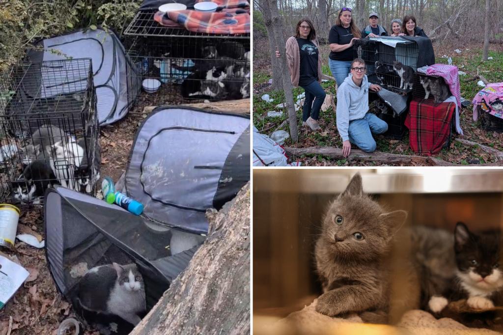 animal-hoarding-long-island-rescue