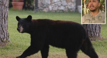 Tragic Encounter: Black Bear Attack Claims Lives of Florida Man and His Dog