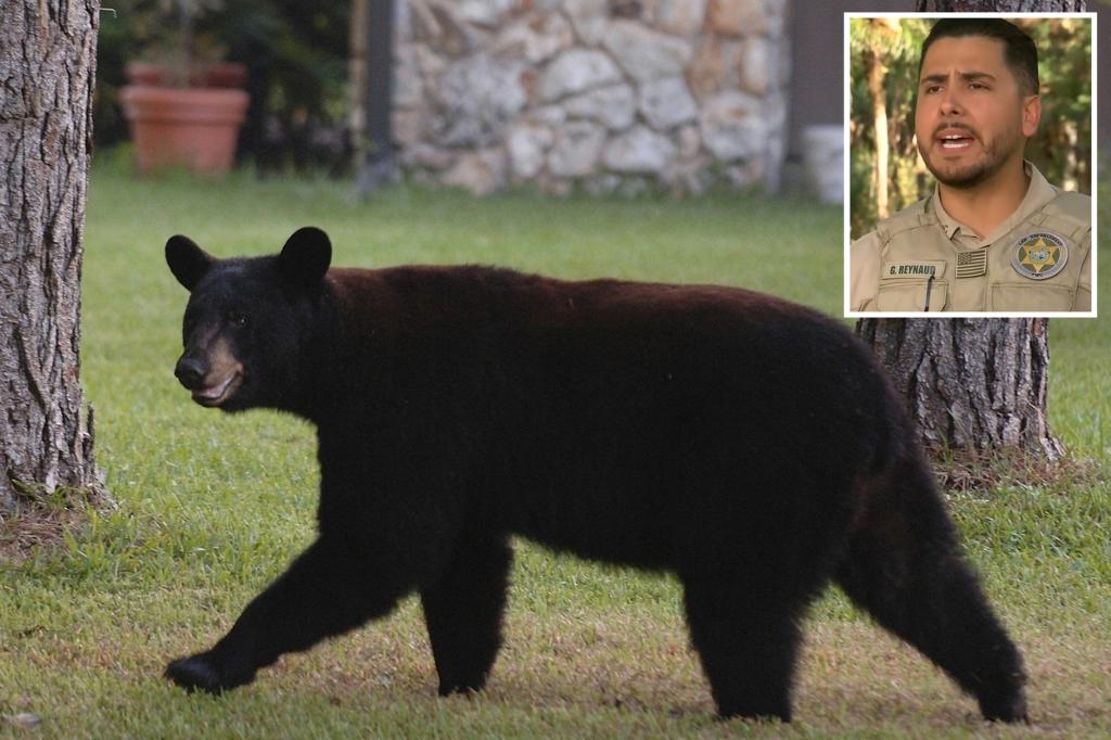 black-bear-attack-florida