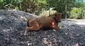Florida Man’s Shocking Arrest: A Bizarre Cow Shooting Incident