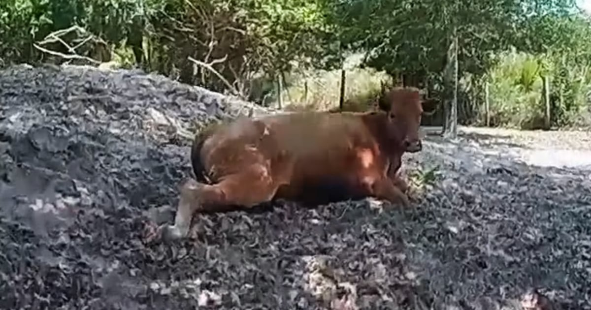 florida-cow-shooting-arrest