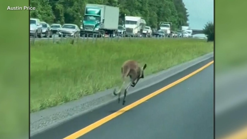 kangaroo-car-crash-alabama-highway