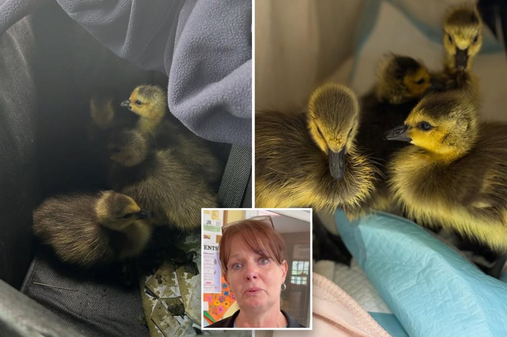long-island-geese-wildlife-safety
