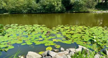 Tragic Accident in Texas: Man Loses Life After Being Trapped Beneath Lawn Mower in Pond