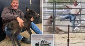 Unraveling the Mystery: The Tragic Fate of Veterinarian Shawn Frehner